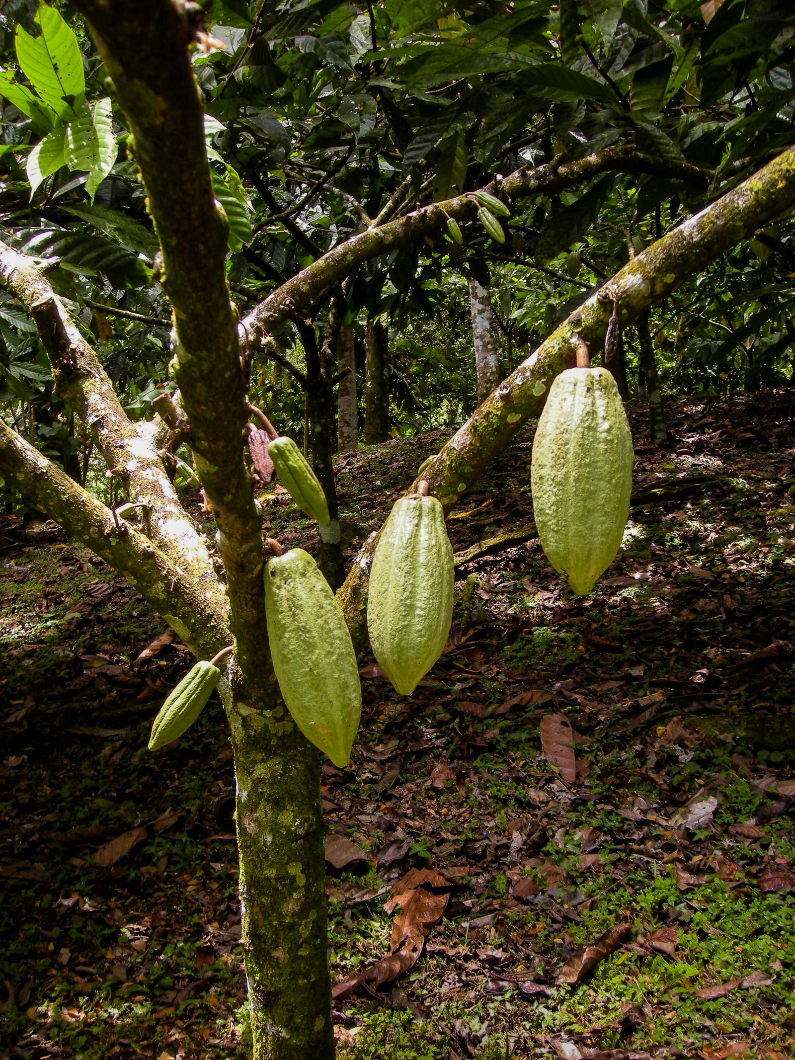 Green cacao pods hanging from the trunk and branches of a cacao tree
