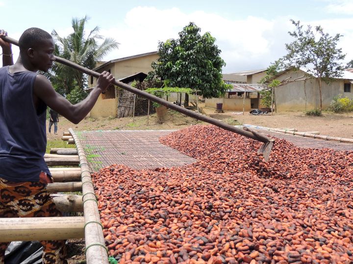 A farmer raking cocoa beans as they dry in the sun on raised racks